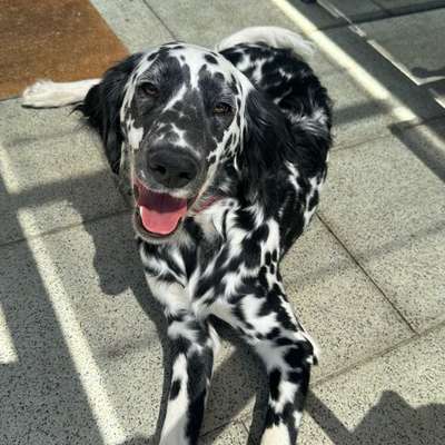 Hundetreffen-Gassi-Treffen & Betreuung-Bild