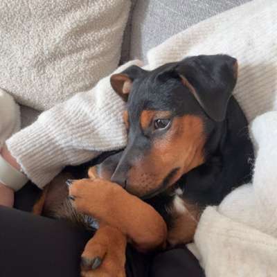 Hundetreffen-Welpen oder kleine Hunde zum spielen-Bild