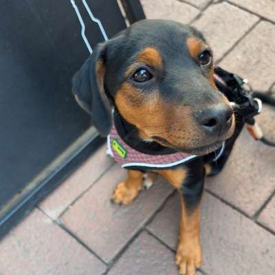 Hundetreffen-Welpen oder kleine Hunde zum spielen-Bild