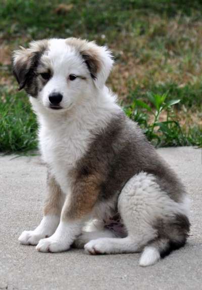 Zeichnungen eurer Hunde-Beitrag-Bild