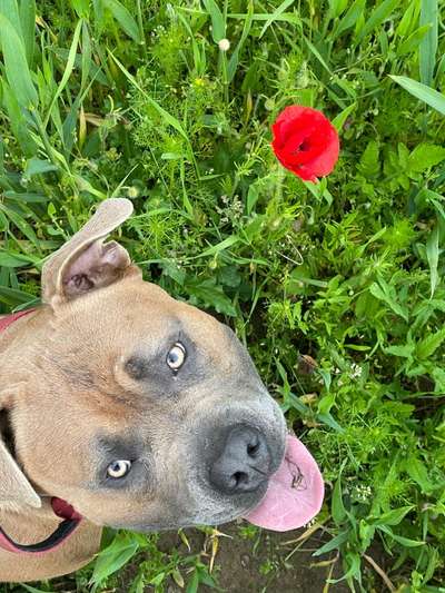 Die Dogorama Monats Challenge "Es grünt und blüht"-Beitrag-Bild