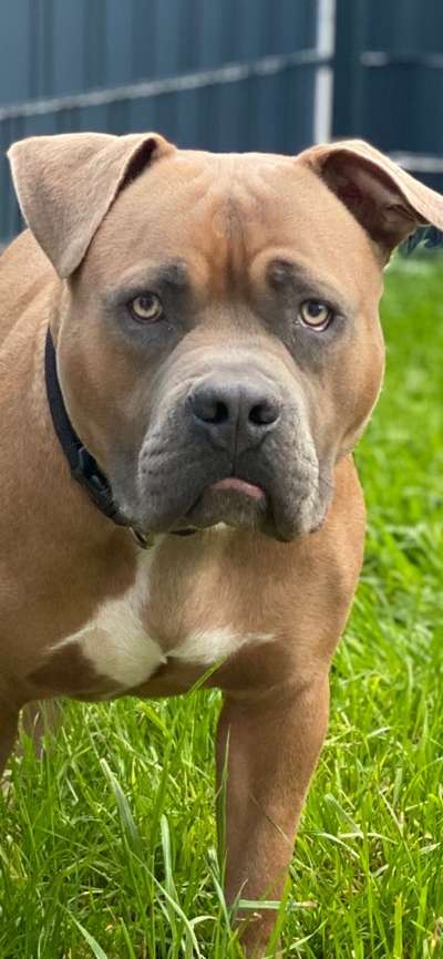 Wo sind meine AMERICAN BULLDOGS?-Beitrag-Bild