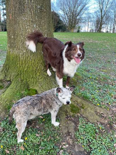 Hundetreffen-Hundesport (Hobby),Taining-Bild