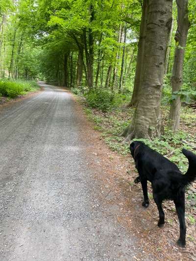 Hundeauslaufgebiet-Halderner Wald-Bild