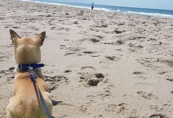 Die Dogorama Wochen Challenge: “Dein Hund im Urlaub”-Beitrag-Bild