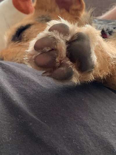 Pfötchen-Beitrag-Bild