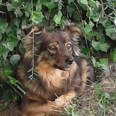 Die Dogorama Monats Challenge "Es grünt und blüht"-Beitrag-Bild