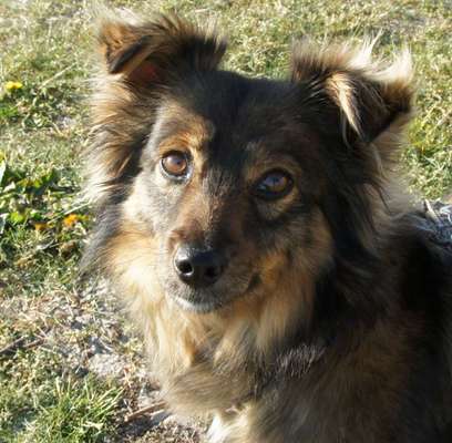 Straßenhund-Beitrag-Bild