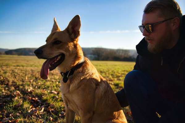 Malinois-Beitrag-Bild