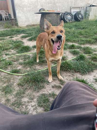 Alles rund um den Schäferhund, diskutieren erwünscht.-Beitrag-Bild