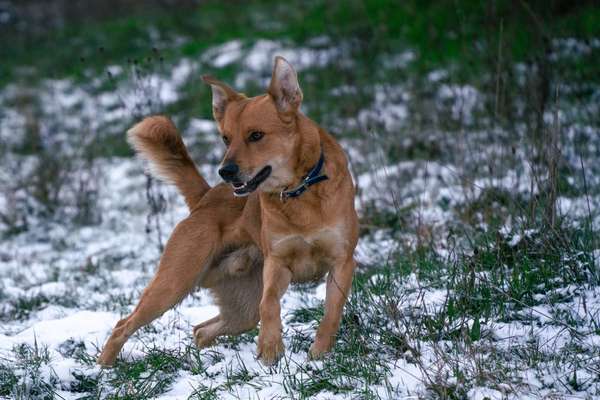 Malinois-Beitrag-Bild