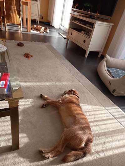 Border Terrier-Beitrag-Bild