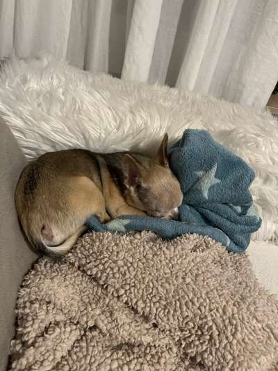 Nach gesteigerter Pexiongabe appetitlos-Beitrag-Bild