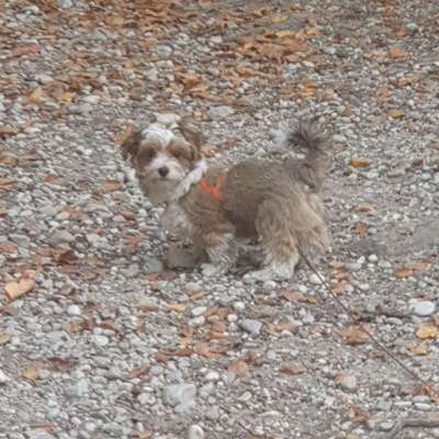 Hundetreffen-Zwergeltreff Fasangarten, Unterhaching,  Giesing-Bild