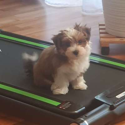 Hundetreffen-Welpentreffen Fasangarten-Bild