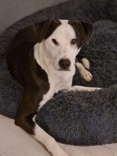 Podenco-Mix in NRW-Beitrag-Bild