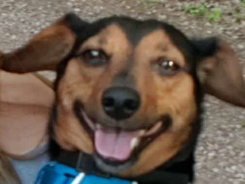 Zeige das lustigste Bild eures Hundis-Beitrag-Bild