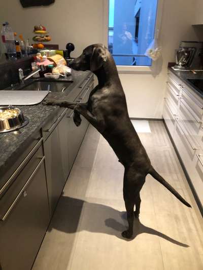 Weimaraner-Beitrag-Bild