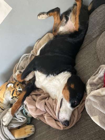 Mischlinge raten - Rätselspaß-Beitrag-Bild