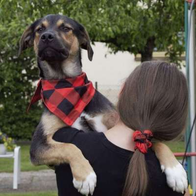 Dogorama Photo Challenge - Hundeblick zum hinschmelzen-Beitrag-Bild