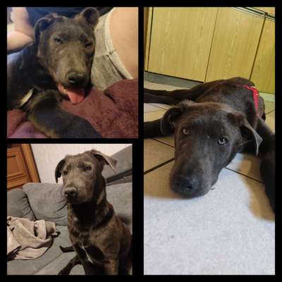 Mischlinge raten - Rätselspaß-Beitrag-Bild