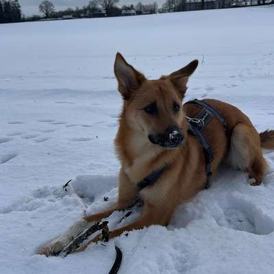 Hundetreffen-Spieltreffen-Bild