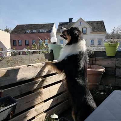 Hundetreffen-Buddy sucht jemanden zum Spielen und Trainingsspaziergänge-Profilbild