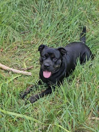 Mischlinge raten - Rätselspaß-Beitrag-Bild