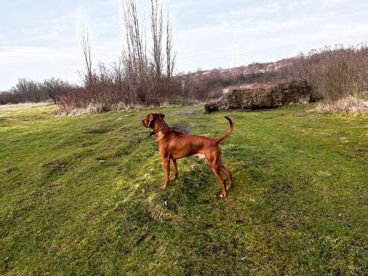 Rhodesian Ridgeback-Beitrag-Bild
