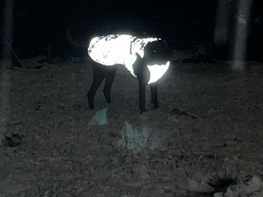 Rhodesian Ridgeback-Beitrag-Bild