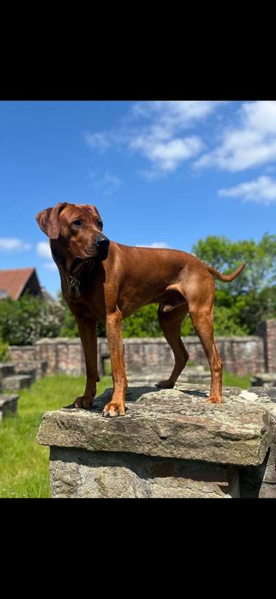 Rhodesian Ridgeback-Beitrag-Bild