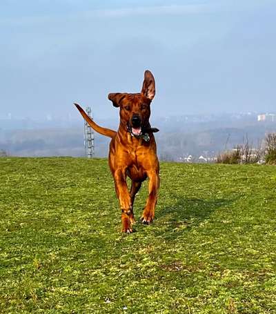 Rhodesian Ridgeback-Beitrag-Bild