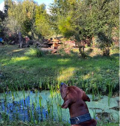 Rhodesian Ridgeback-Beitrag-Bild