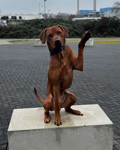 Rhodesian Ridgeback-Beitrag-Bild