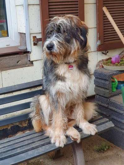 Gibts hier Mioritic Besitzer?-Beitrag-Bild