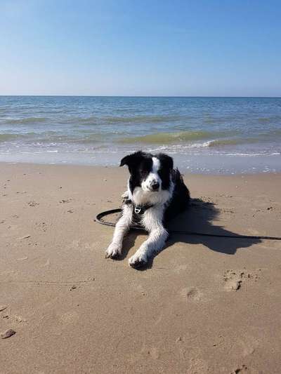 Gibt's hier noch mehr Border Collies???-Beitrag-Bild