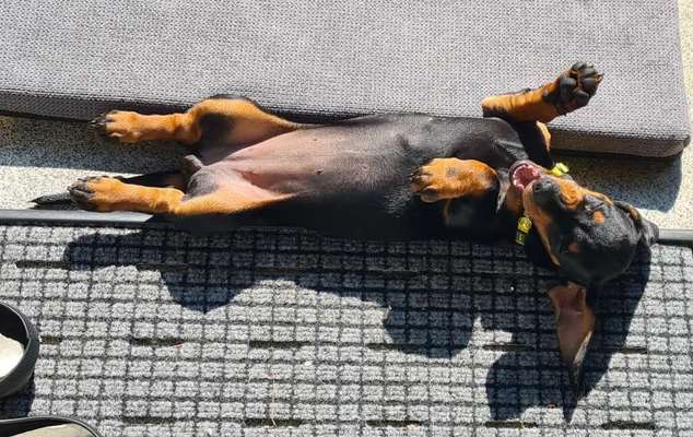 Dogorama Photo Challenge - lustigste Grimasse-Beitrag-Bild