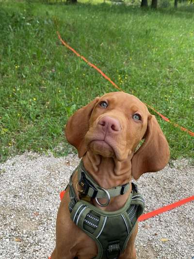 Hundetreffen-Gemeinsam Spielen und Gassi gehen-Bild