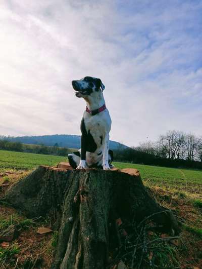 Mischlinge raten - Rätselspaß-Beitrag-Bild