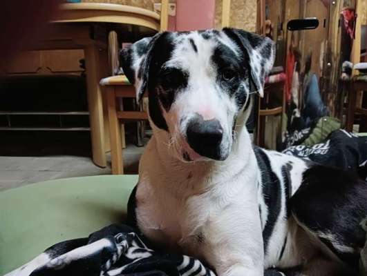 Mischlinge raten - Rätselspaß-Beitrag-Bild