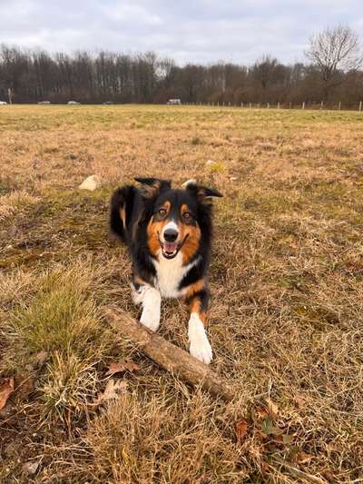 Hundetreffen-Spielfreund gesucht/gemeinsame gassirunde-Bild