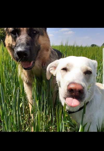 Tongue Out Tuesday-Beitrag-Bild