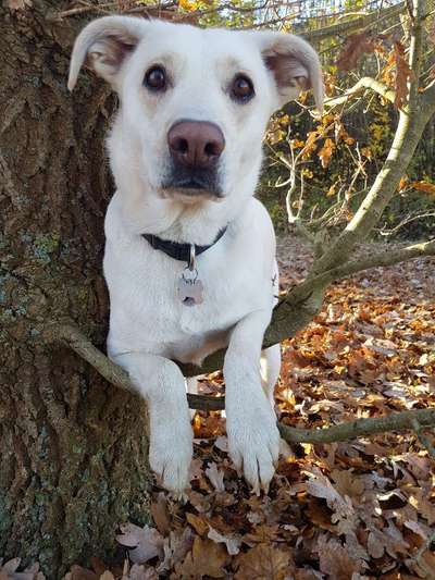 Zeichnungen eurer Hunde-Beitrag-Bild