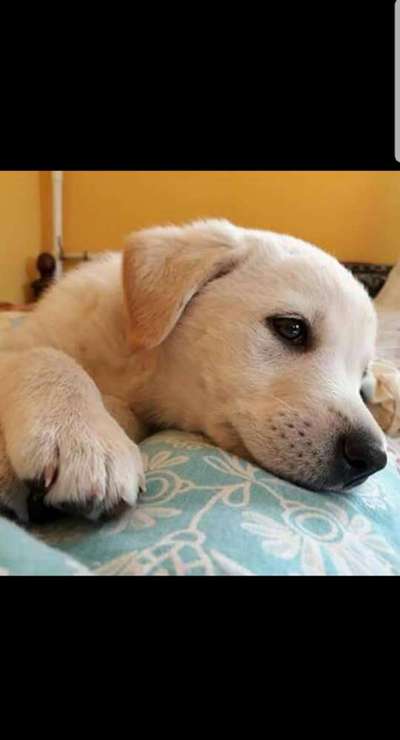 Welpen Bilder !-Beitrag-Bild