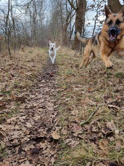 Dogorama Photo Challenge - Die besten Hundebuddys-Beitrag-Bild