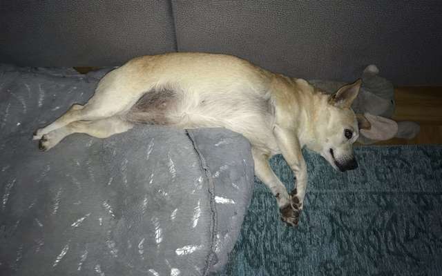 Fotosammlung: ,,Der natürliche Hund" Unbearbeitet, ungestellt und in Natura-Beitrag-Bild