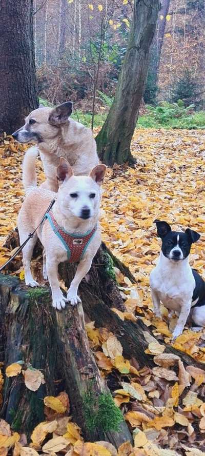 Bester Freund, Hundekumpel - zeigt her!-Beitrag-Bild