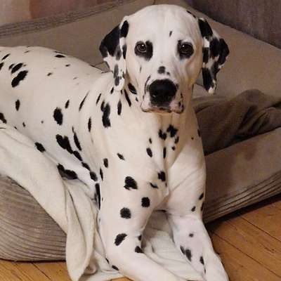 Hundetreffen-Lern Kameraden gesucht-Bild