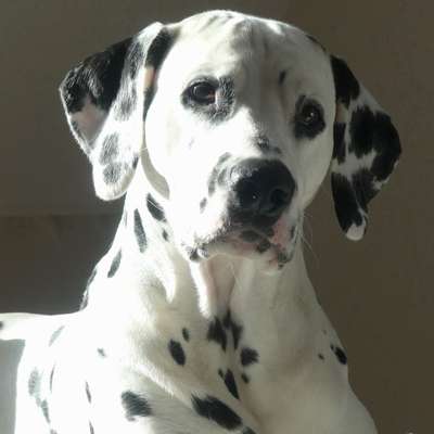 Hundetreffen-Spiel- Und Spaßkameraden gesucht-Bild