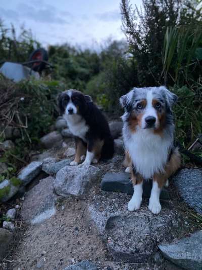 Hundetreffen-Trainingsspaziergänge-Bild